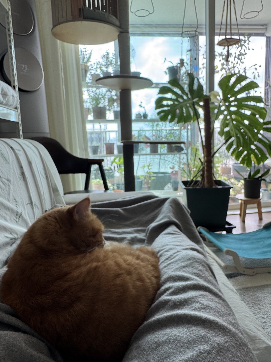 roastingmelo's tweet image. 식물 물줘야 하는데 꼼짝 못하고 있음 🐈