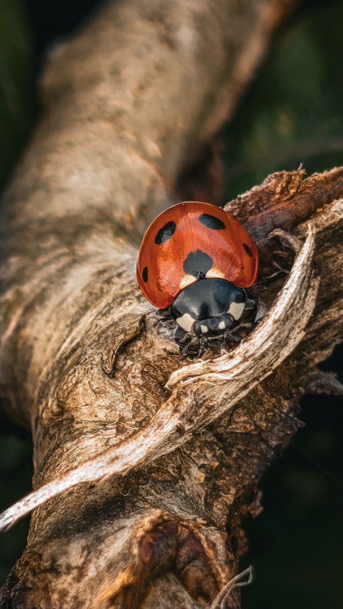 psychoticstate's tweet image. Sticking to the path
🐞
#macro #nature #photography