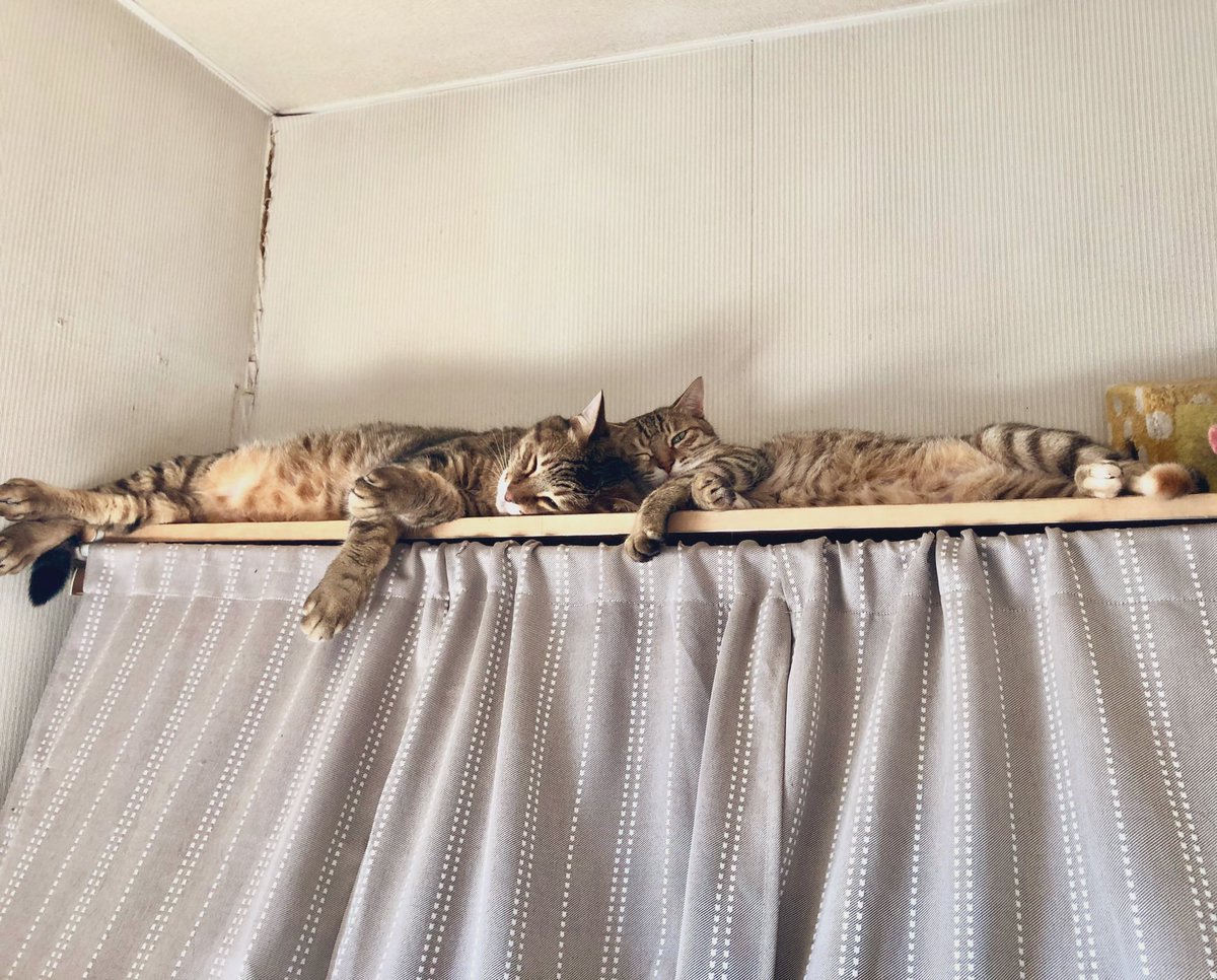 rkj1_w's tweet image. 🐈達もお昼寝💤
仲良いねぇ😊