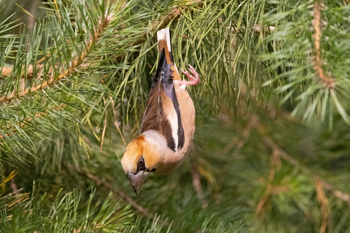 JogchumV's tweet image. &quot;I&apos;ve forgotten how to bird&quot; 🥴

ps. Als vogels op een takje laag boven de grond zitten, laten ze zich bij het landen vaak eerst gewoon vallen (om pas op het laatste moment de vleugels te openen om de landing te verzachten). Als je dat fotografeert, ziet dat er vrij koddig uit 😅
