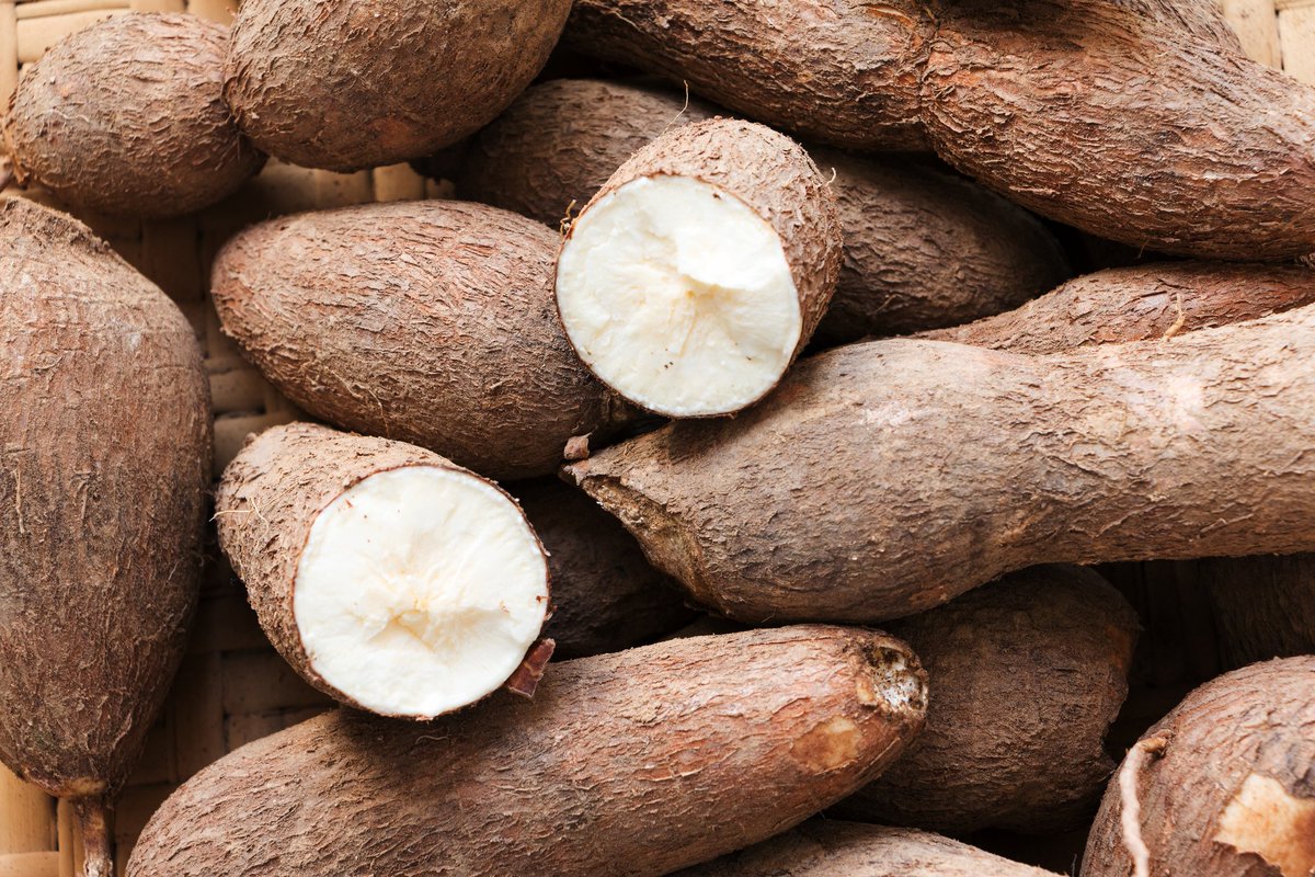 An alternative market for cassava farmers

👉africanfarming.com/tiny/hht8