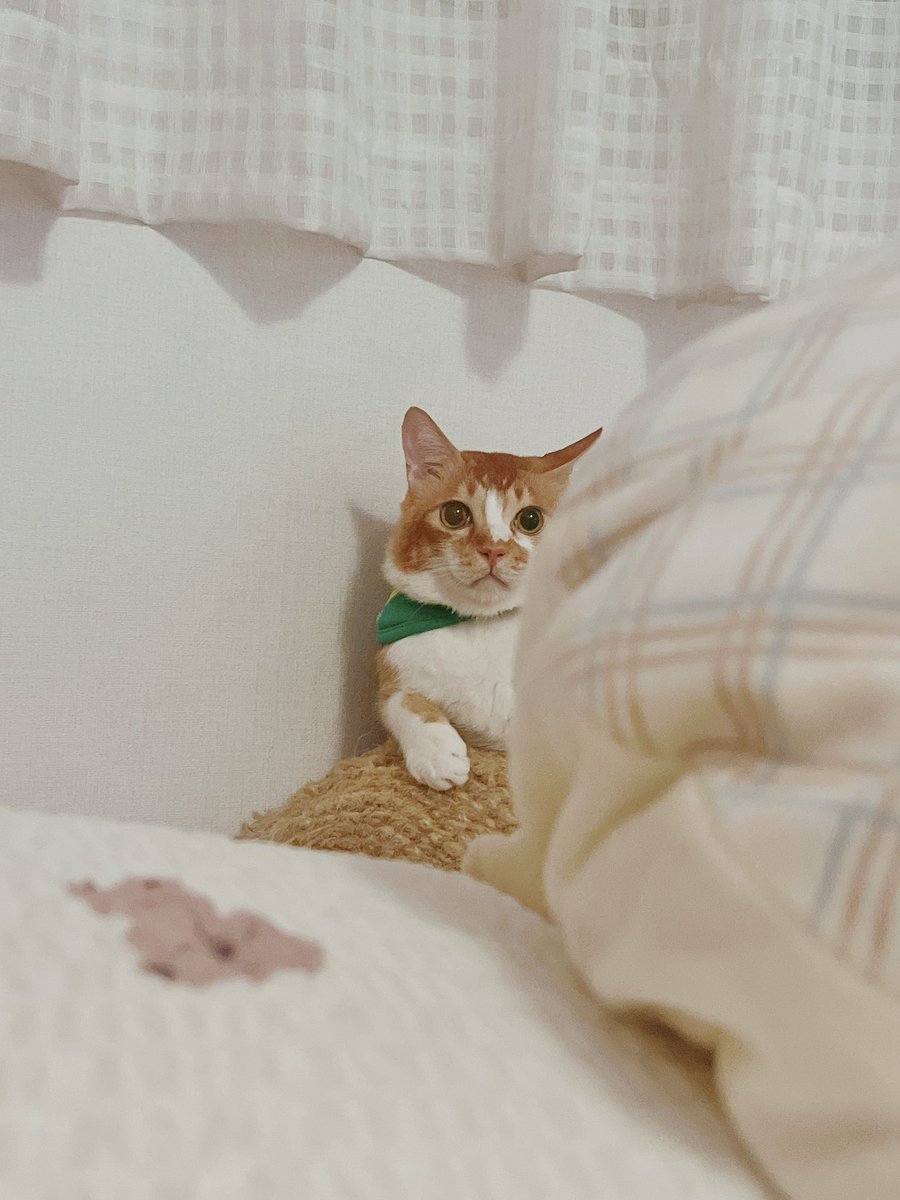 mommboss's tweet image. 요즘 운동 중인데 밤에 운동하고 있으면 이렇게 경멸 경악을 담아 쳐다보고 있어서 너무 상처임;;;; 니네나 살쪄도 귀엽지!!!!
내 닭가슴살 뺏러먹지마!!!!