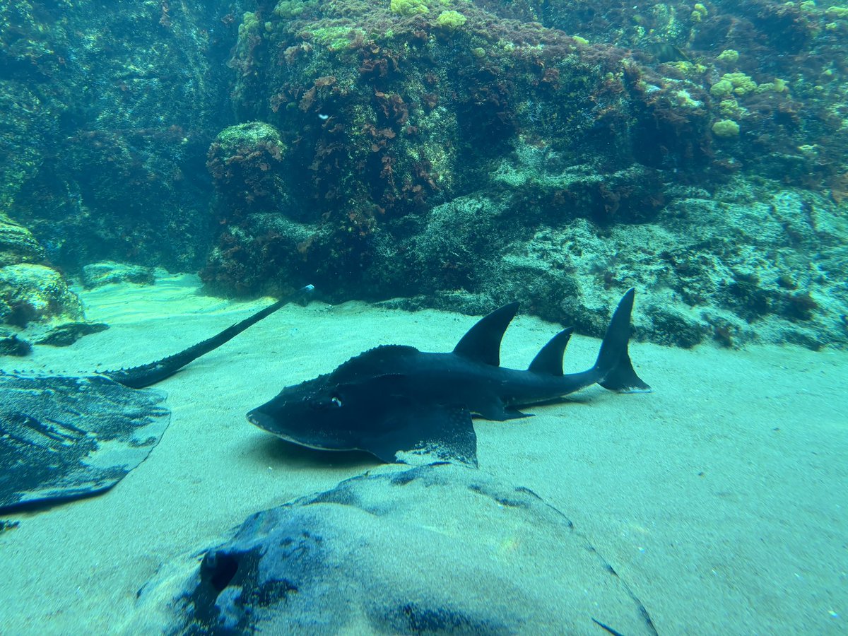 お魚飼育係のつぶやき編】 九十九島湾大水槽には7種類の エイたちが