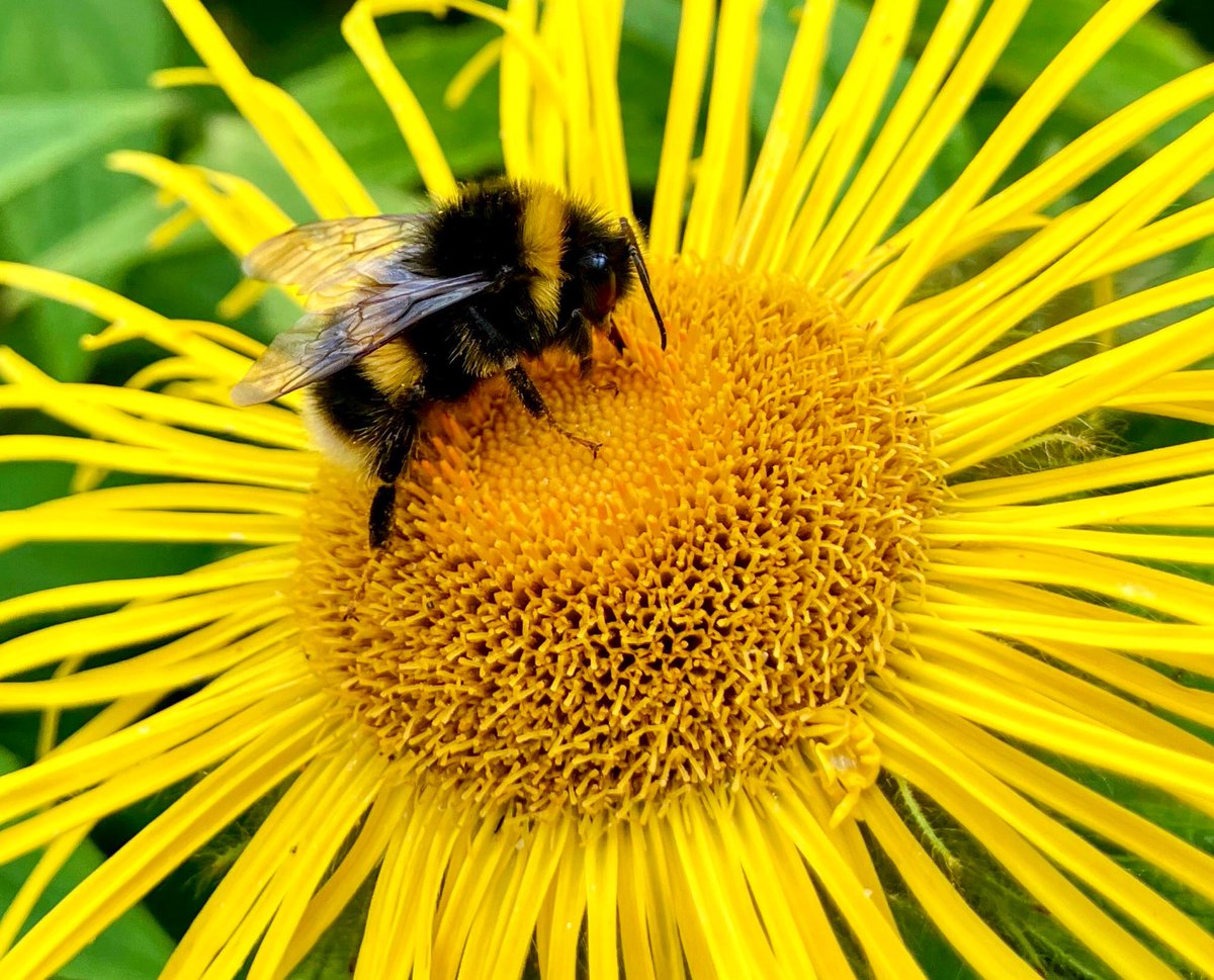 On a wet ☔️ Sunday morning… a burst of Nature’s sunshine 

Enjoy your day ☕️ 

#SundayYellow #Bees