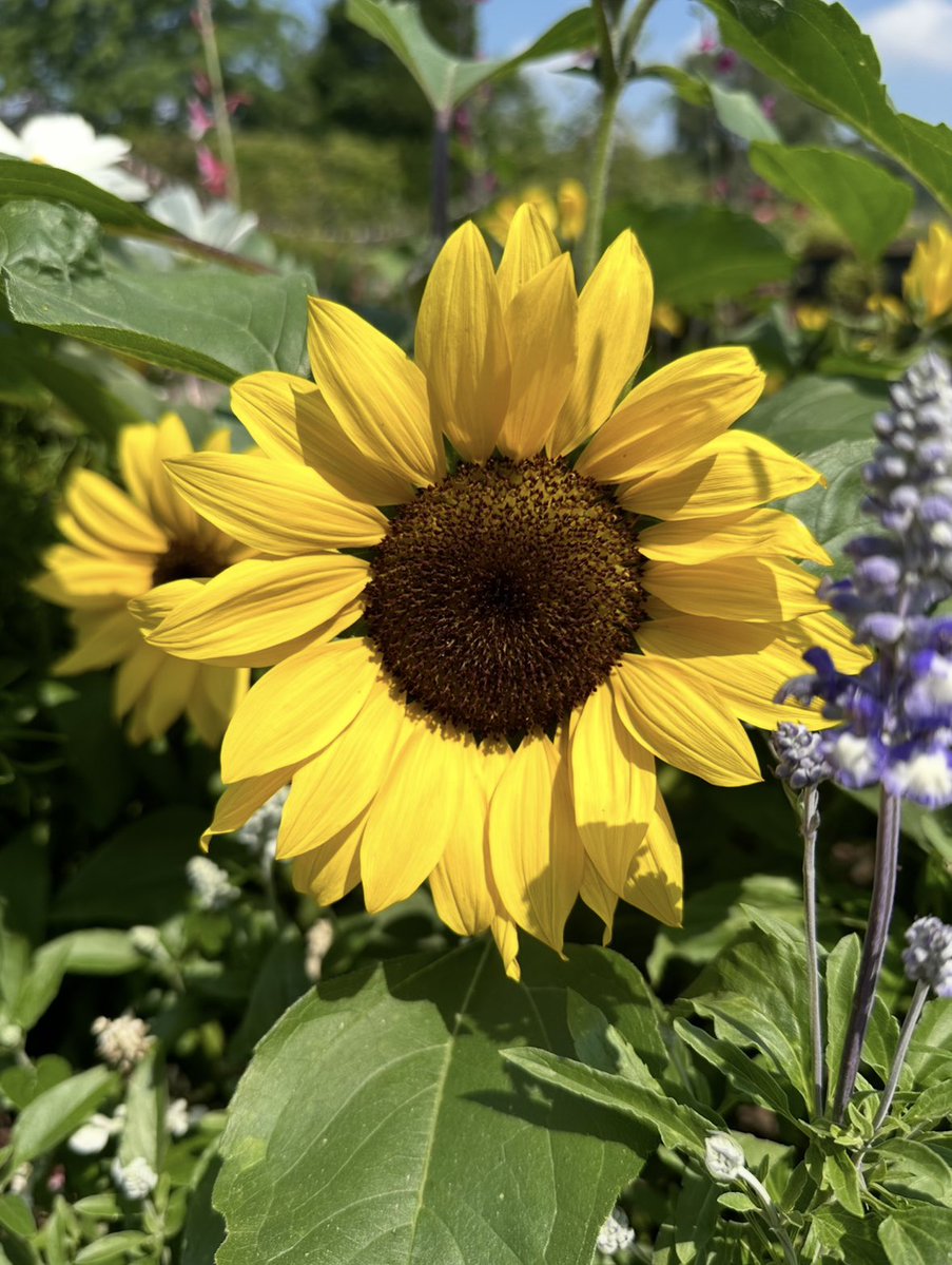 Good morning everyone!
Here one of my favourite singers with a fabulous track ☺️🎶
It’s Nat ‘King’ Cole - ‘That Sunday, That Summer’ youtu.be/YVpHLmZDs0o
Brilliant clip too - I hope you enjoy it?
#summersounds 
#SundayYellow
Have a great day 🥳🥳
