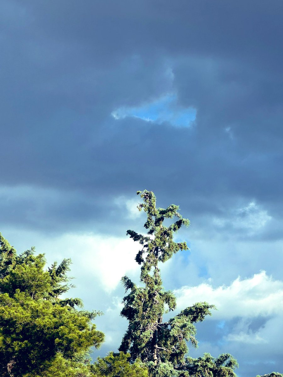 ESOTERIKA555's tweet image. Beauty!!!! Caught this little hummingbird on the tree ๐ณ