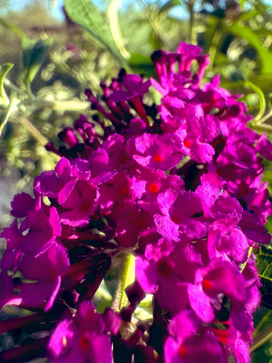 ESOTERIKA555's tweet image. Beauty!!!! Caught this little hummingbird on the tree ๐ณ