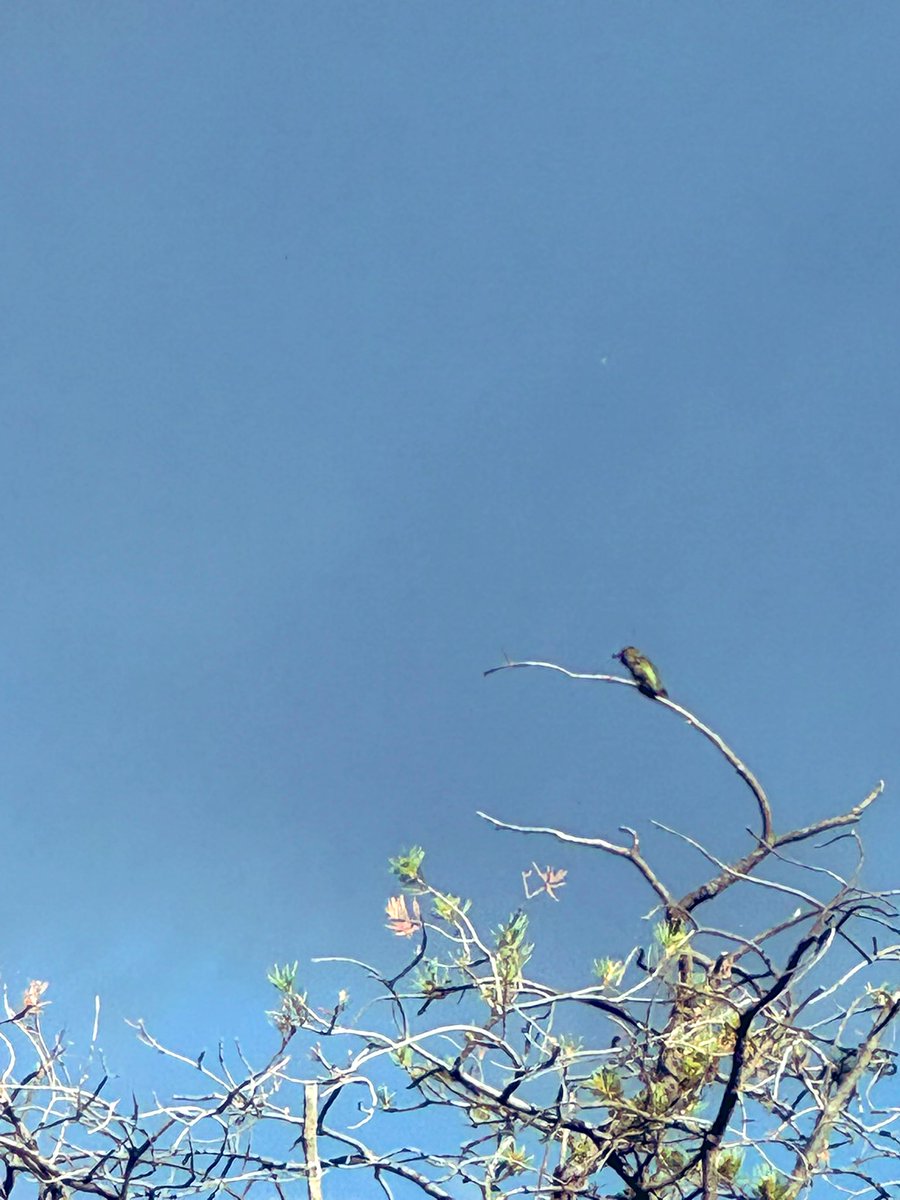 ESOTERIKA555's tweet image. Beauty!!!! Caught this little hummingbird on the tree ๐ณ