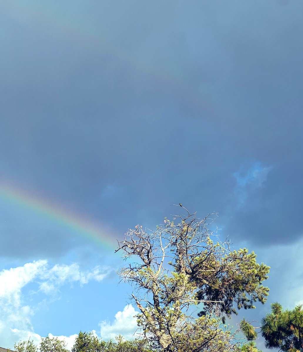 ESOTERIKA555's tweet image. Beauty!!!! Caught this little hummingbird on the tree ๐ณ