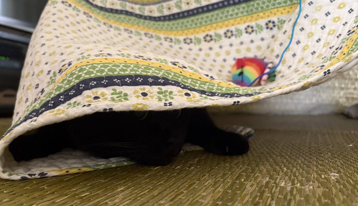 powel__753's tweet photo. 夏でもこたつ布団が必要な理由がこちら💁‍♀️💁
#もふもふ
#保護猫
#猫好きさんと繋がりたい https://t.co/0vd6B0hcHn