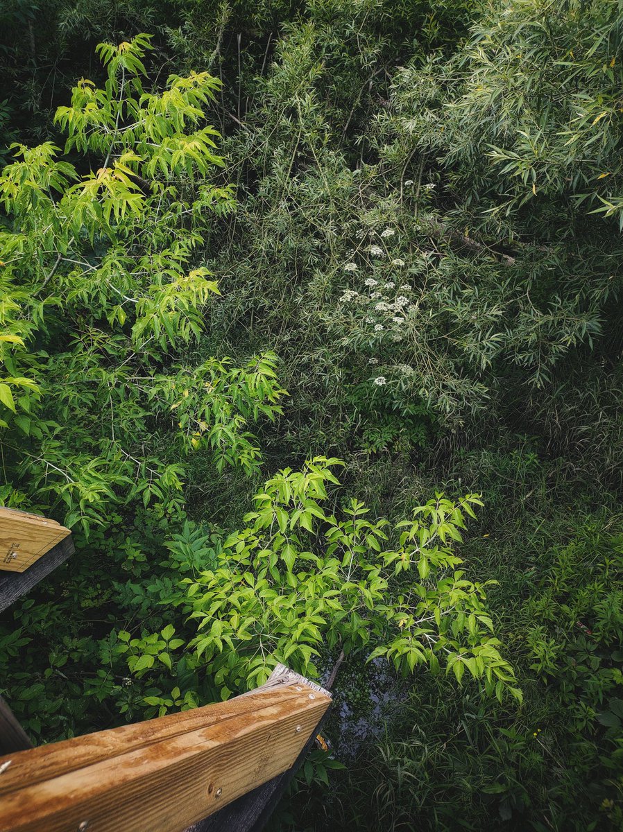 kimmaylou's tweet image. It's a jungle out there from way up here.
Actually, it's not. And it isn't very high up, either.
Perspective can make a joke of reality.
07.19.2025
#perspective #uphigh #jaunt #saturday #photo #photography #nature #landscape #walkabout #hobobridge #creek #summer #green