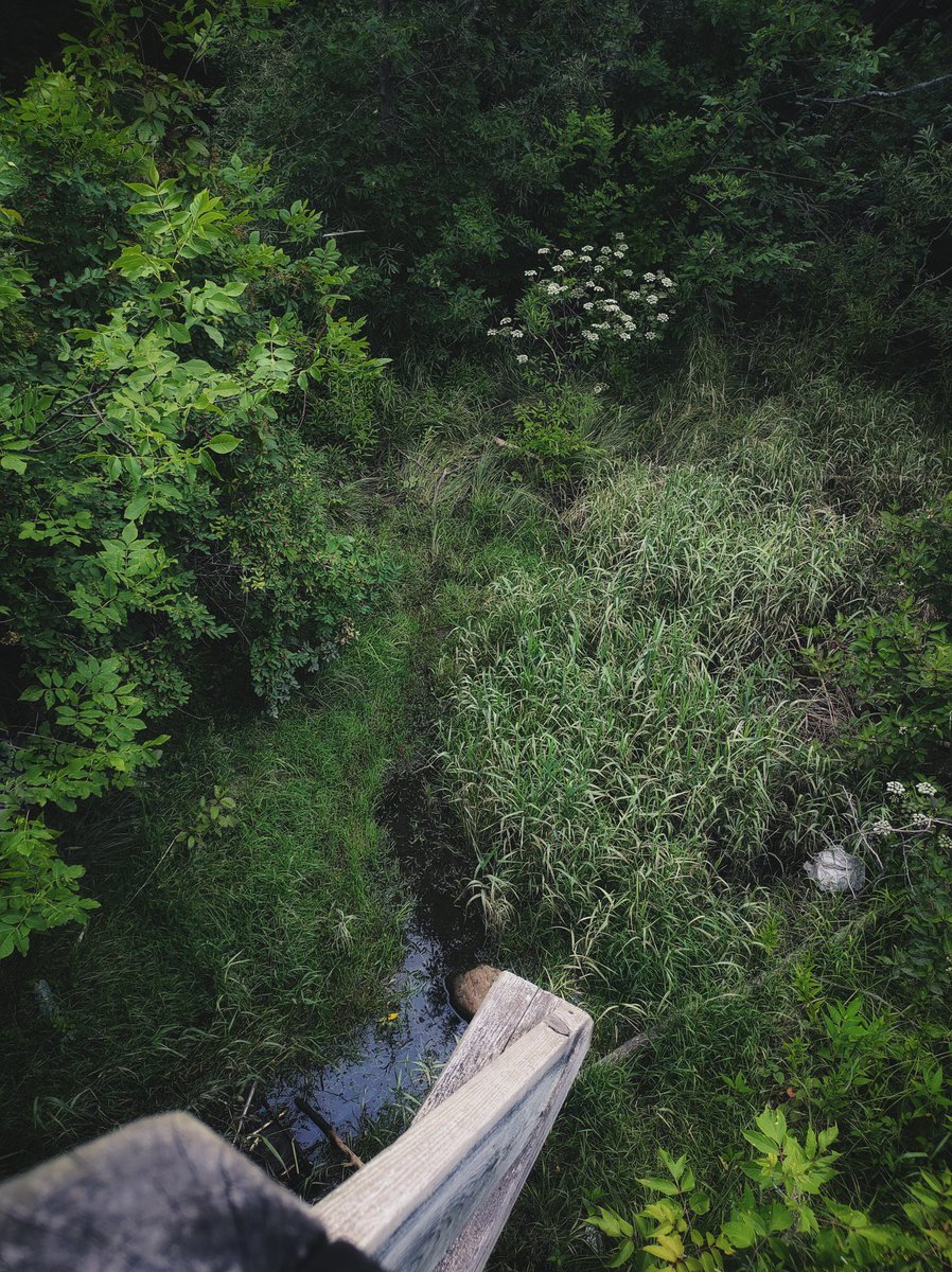 kimmaylou's tweet image. It's a jungle out there from way up here.
Actually, it's not. And it isn't very high up, either.
Perspective can make a joke of reality.
07.19.2025
#perspective #uphigh #jaunt #saturday #photo #photography #nature #landscape #walkabout #hobobridge #creek #summer #green