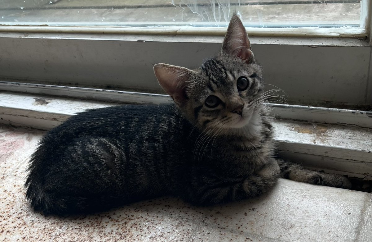 catsluvr38's tweet image. 