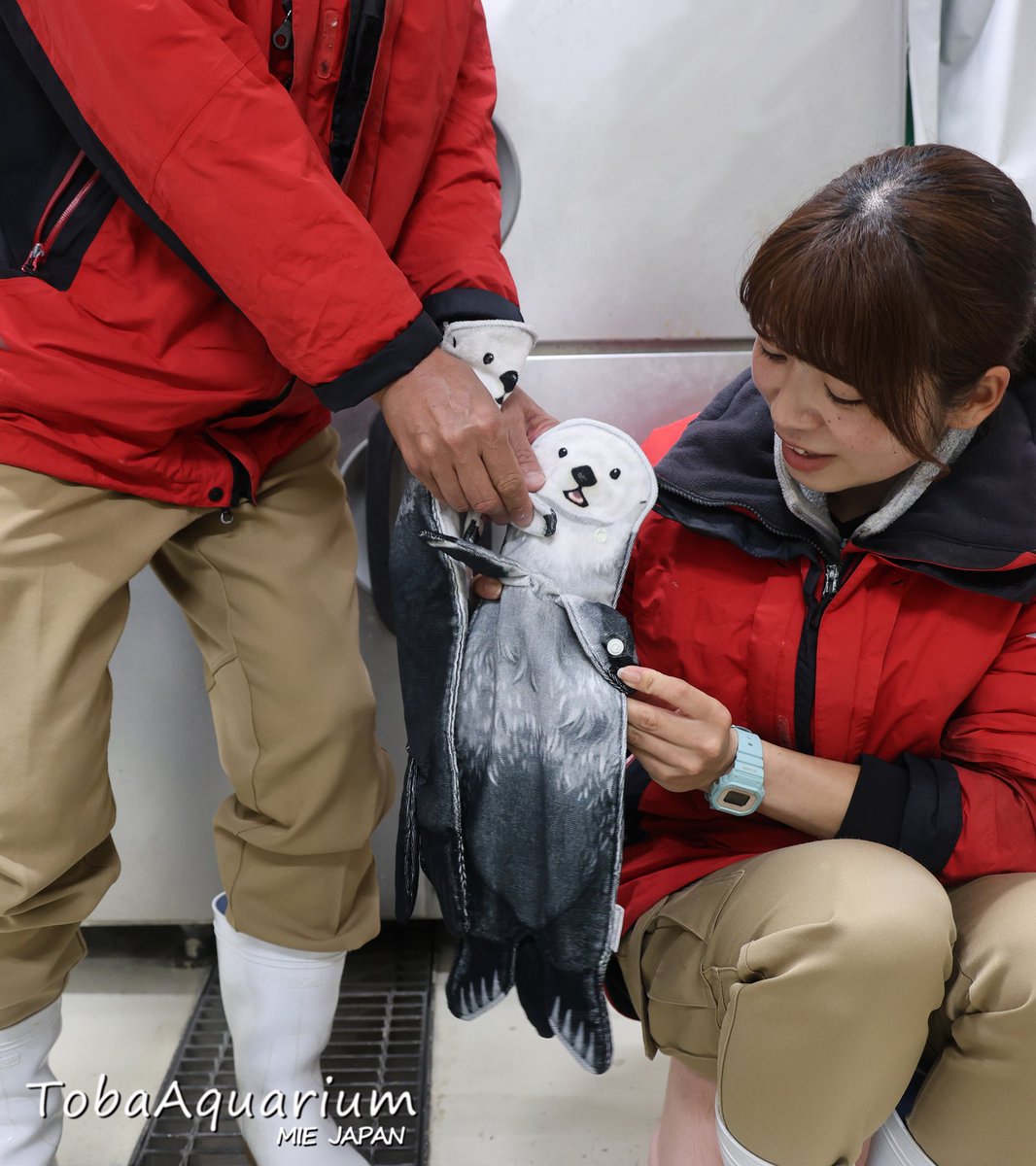 TOBA_AQUARIUM's tweet image. 【フェリシモ×鳥羽水族館】
フェリシモ様とのコラボ商品「おなかをなでなで ラッコのぶらーんタオル(税込3,080円)」を館内2ヶ所のショップでも販売中です❣️🦦
ラッコの飼育係が監修しており、メイとキラの表情や毛並みなど細部まで再現されています✨
#鳥羽水族館 #フェリシモ #ラッコ
