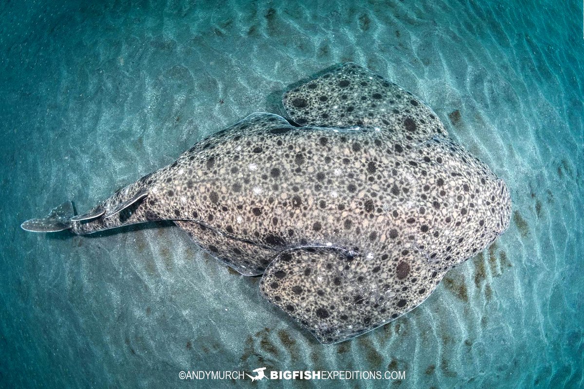 BigFishTrips's tweet image. Clouded Angelshark. Honshu, Japan. Japanese Shark Photography Tour:
bigfishexpeditions.com/trips/scuba-di…