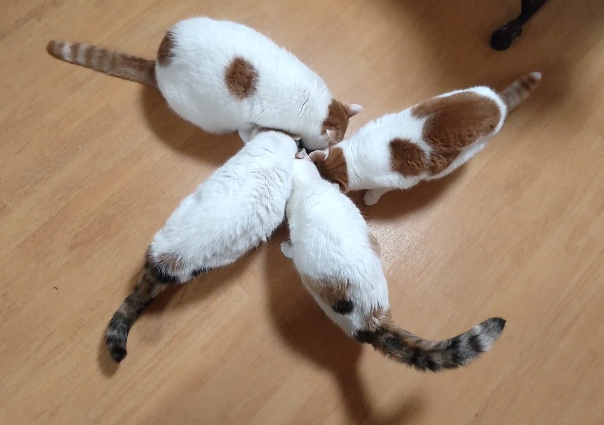 猫じゃらし様♡ありがとうございます♡ iMSさん on X: 