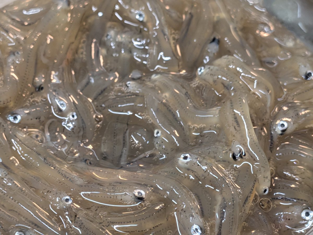 uokeioarai's tweet image. こんにちは、魚結です✨
自家製生シラス沖漬け一パック400円ご用意出来ました🐟
ご飯にかけても、酒の肴にもぴったり🤤
よろしくお願い致します🙇