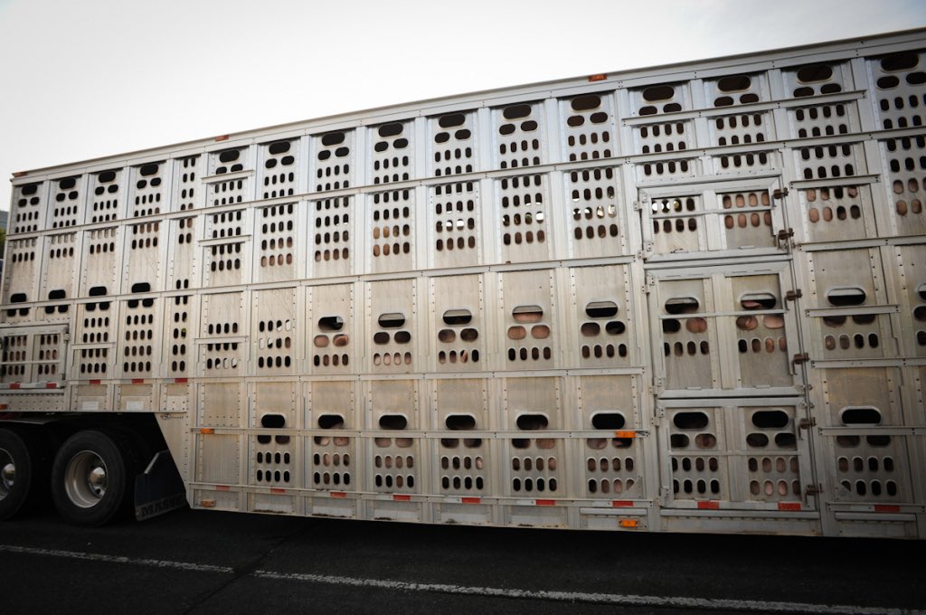 When you pass a slaughter transport truck on the road do you feel any guilt?

Passing a slaughter transport truck and making eye contact with a cow was one of the things that helped push me to go vegan. 

I realized she was being transported to a slaughterhouse for me.