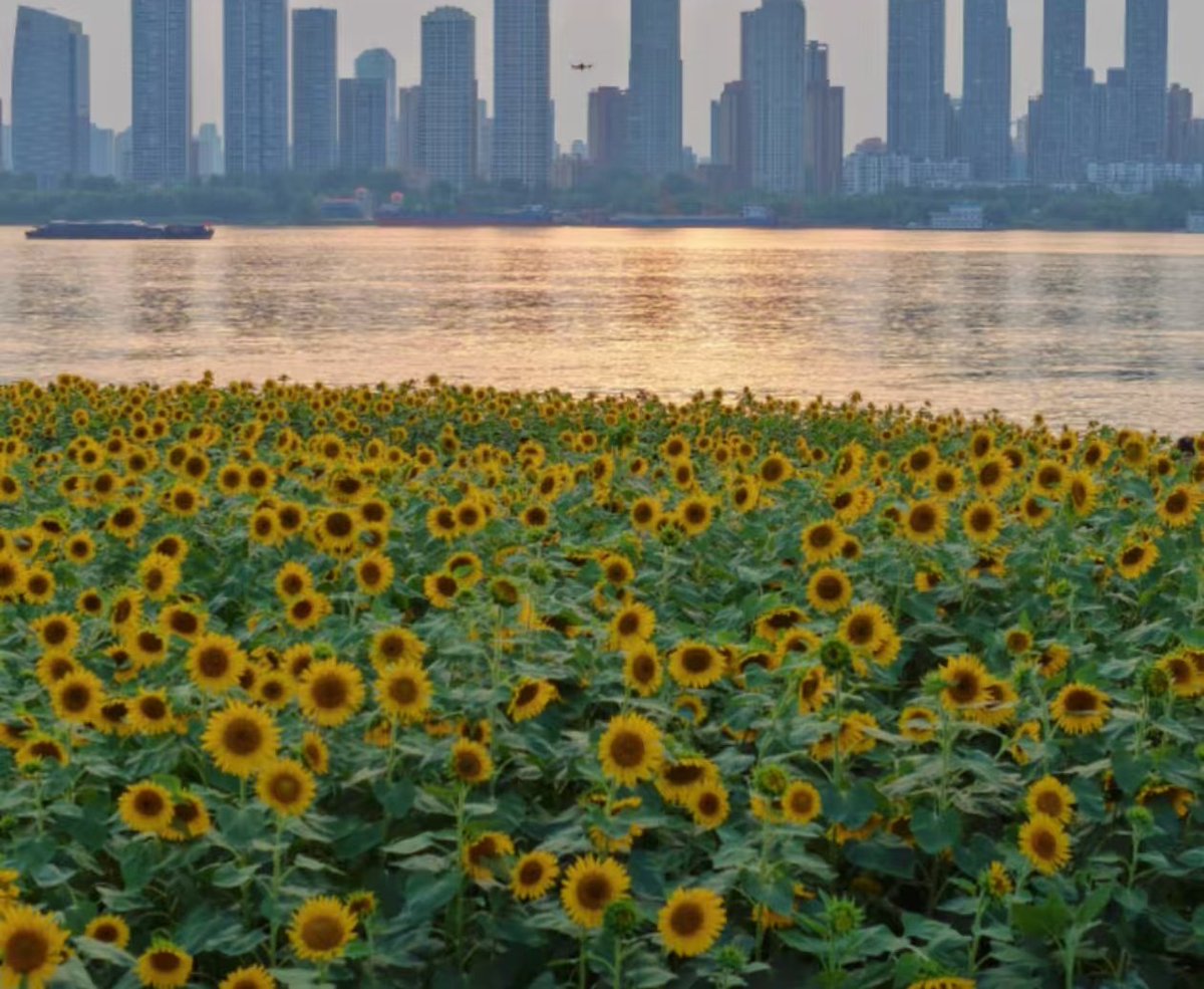 武汉的向日葵🌻真好看  #武汉
