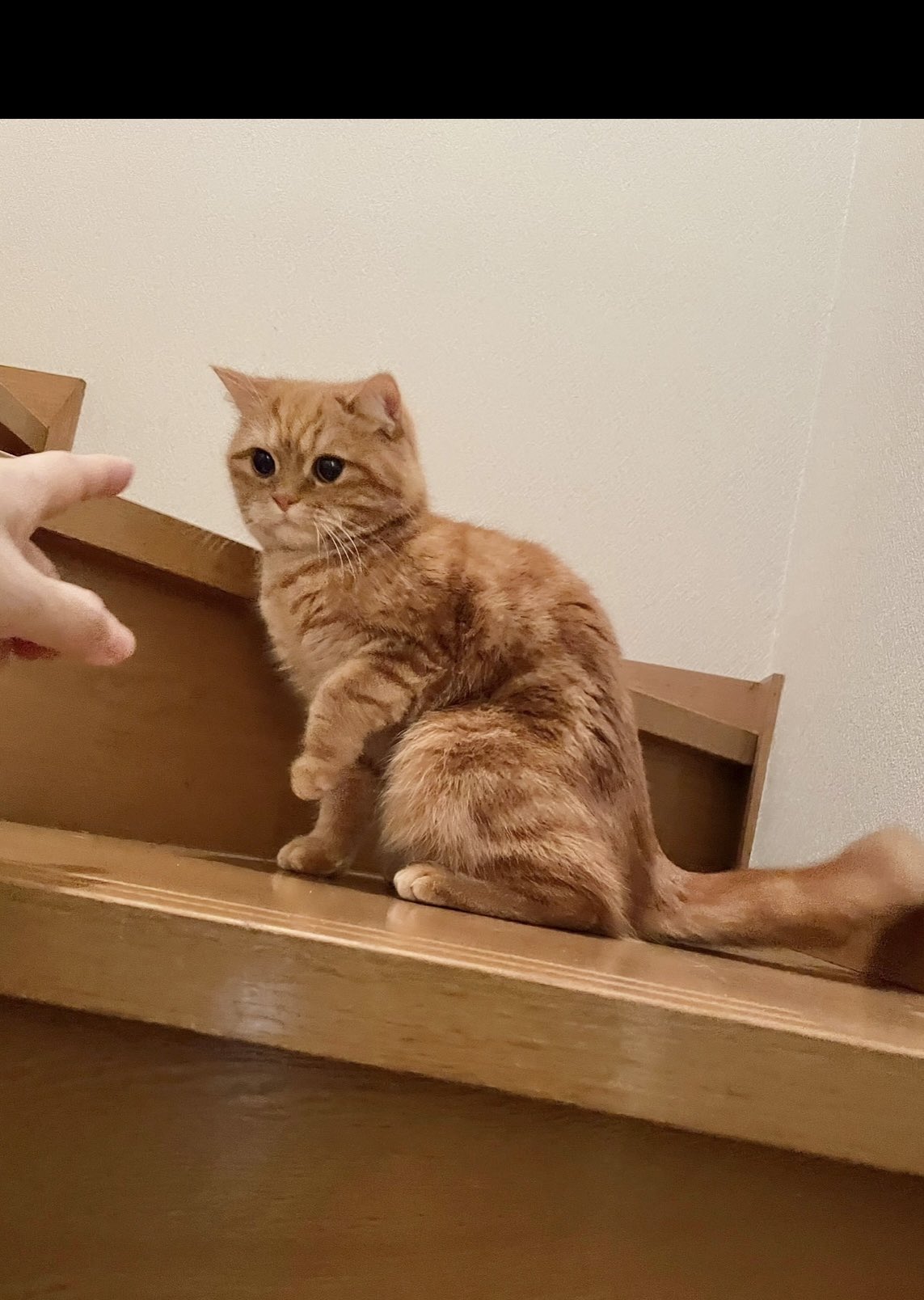 ねこにゃむ にゃむ (@nyamuchannel) / X