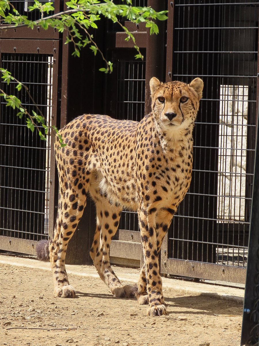 ホタカとの思い出🌈❤️
#多摩動物公園 #チーター #ホタカ
2023.4.10 撮影