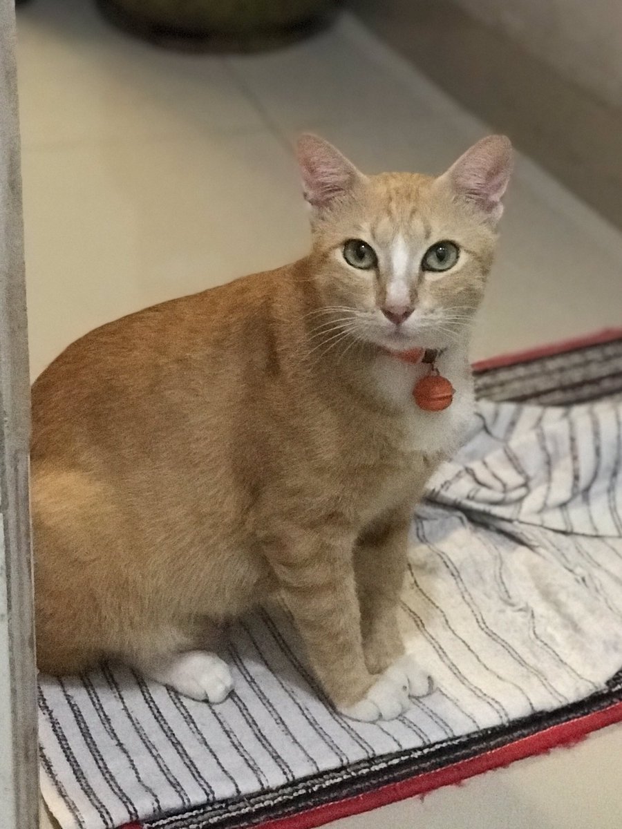 takut banget lagi pup ada makhluk berbulu ngeliatin😰