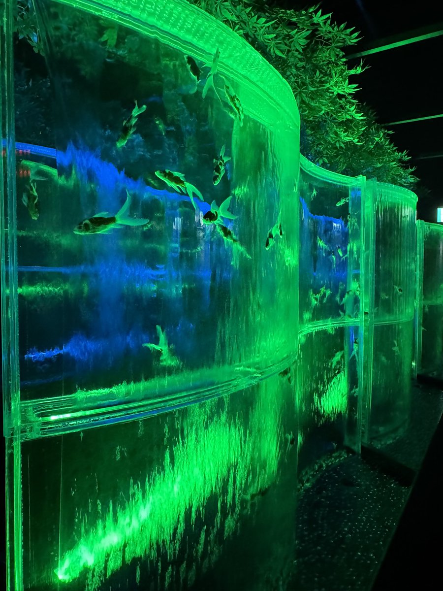 v_plants_base's tweet photo. 今日は栄に金魚見にきた🐟 https://t.co/C4zDRxf53s