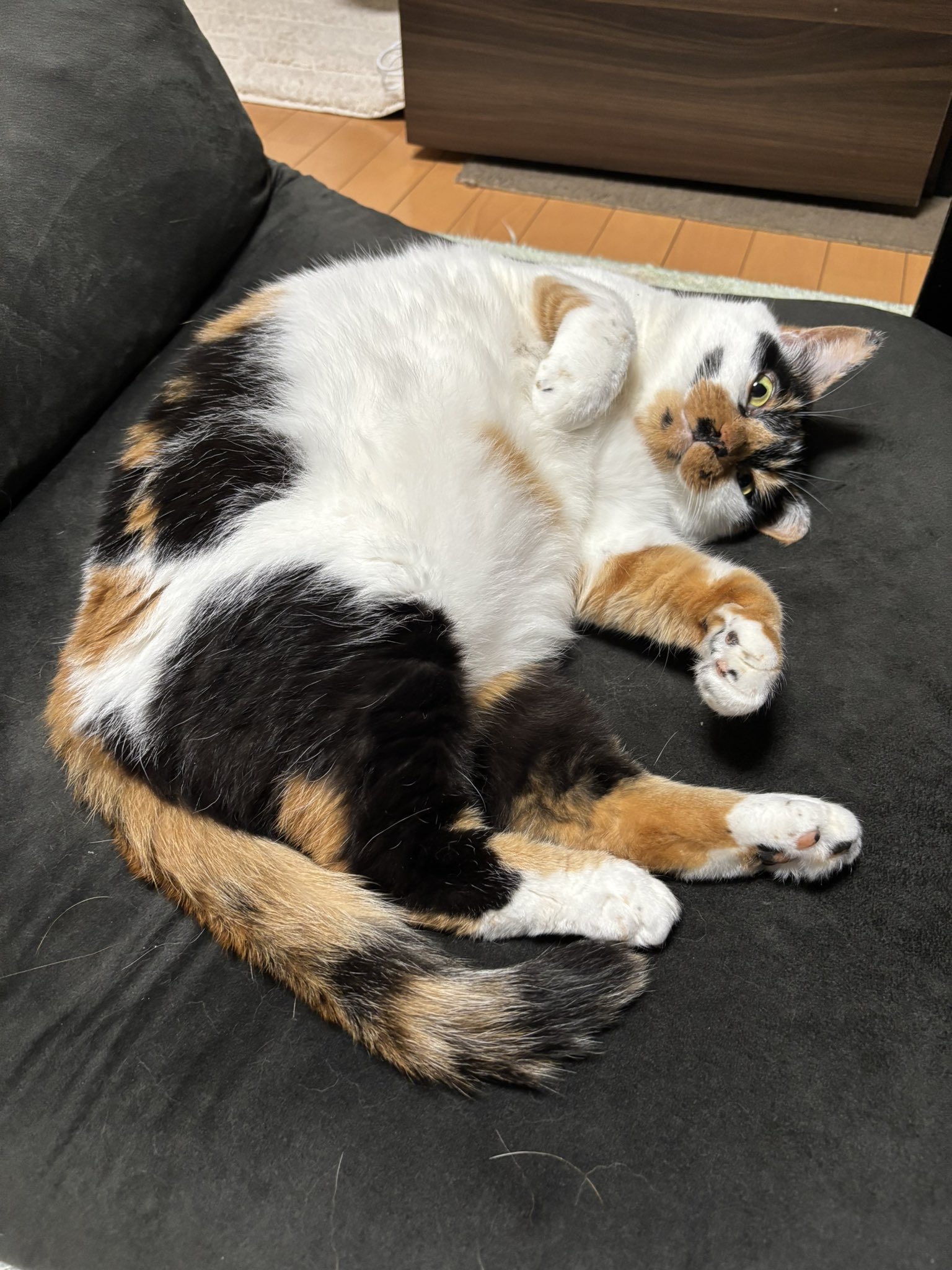 みかん（猫のすみれ&レオリン🌈） on X: 