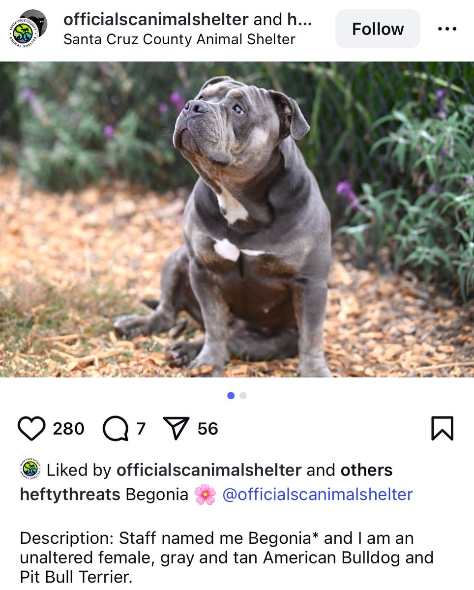 SCMountainGoat's tweet image. My dog’s name is Scarlet, and this sweet chonky girl is named Begonia.
Is it a sign?
I shouldn’t get another dog, but I might have to go meet her.
Look at that face.
LOOK AT HER!