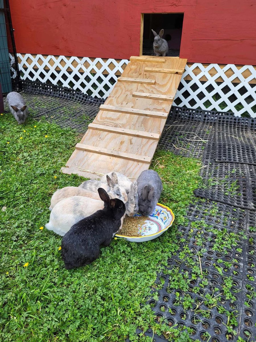 RabbitatsRescue's tweet image. Happy bun buns at our Kindred Farm sanctuary. 🧡
We call the agouti bun “Puddles” because he turns into a puddle of mush when you pet him. 🥹
Thanks for the photos, Nicole!