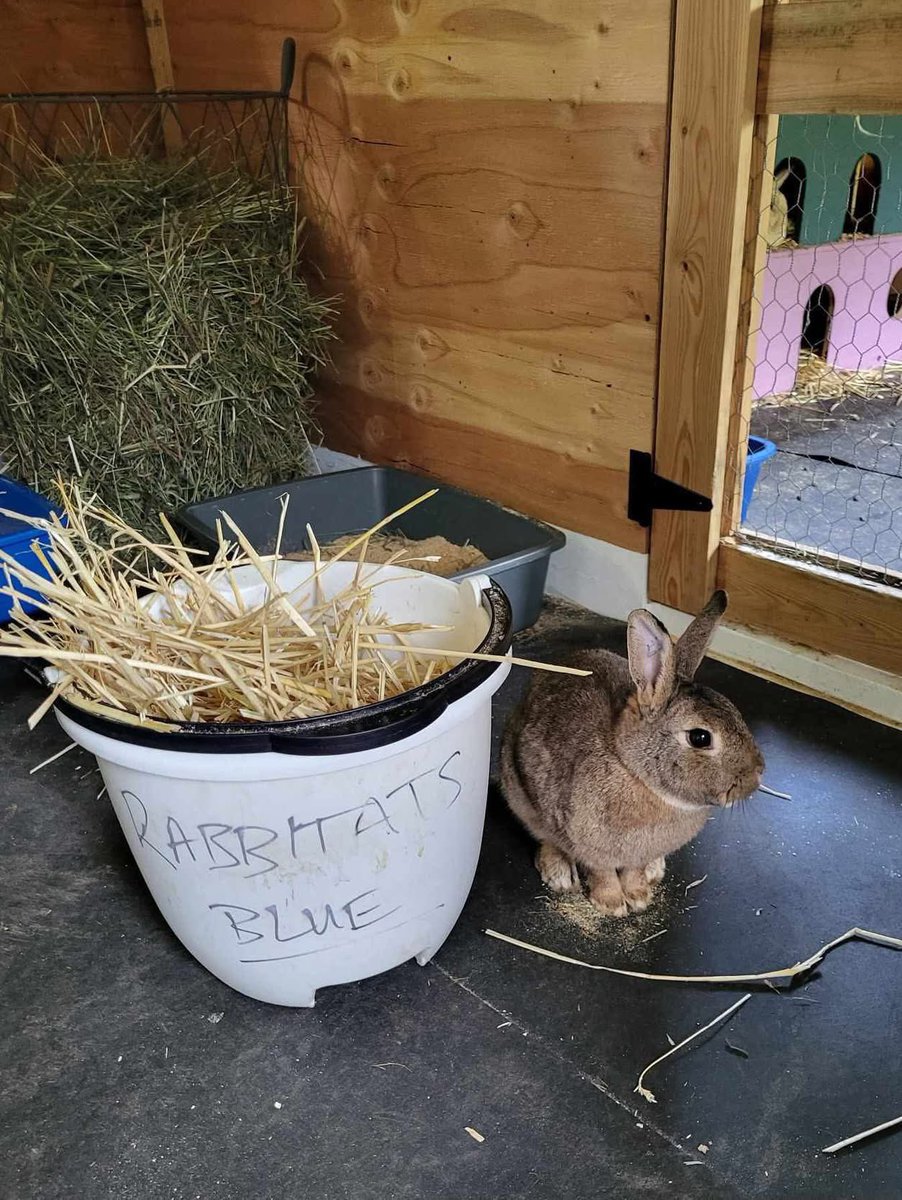 RabbitatsRescue's tweet image. Happy bun buns at our Kindred Farm sanctuary. 🧡
We call the agouti bun “Puddles” because he turns into a puddle of mush when you pet him. 🥹
Thanks for the photos, Nicole!