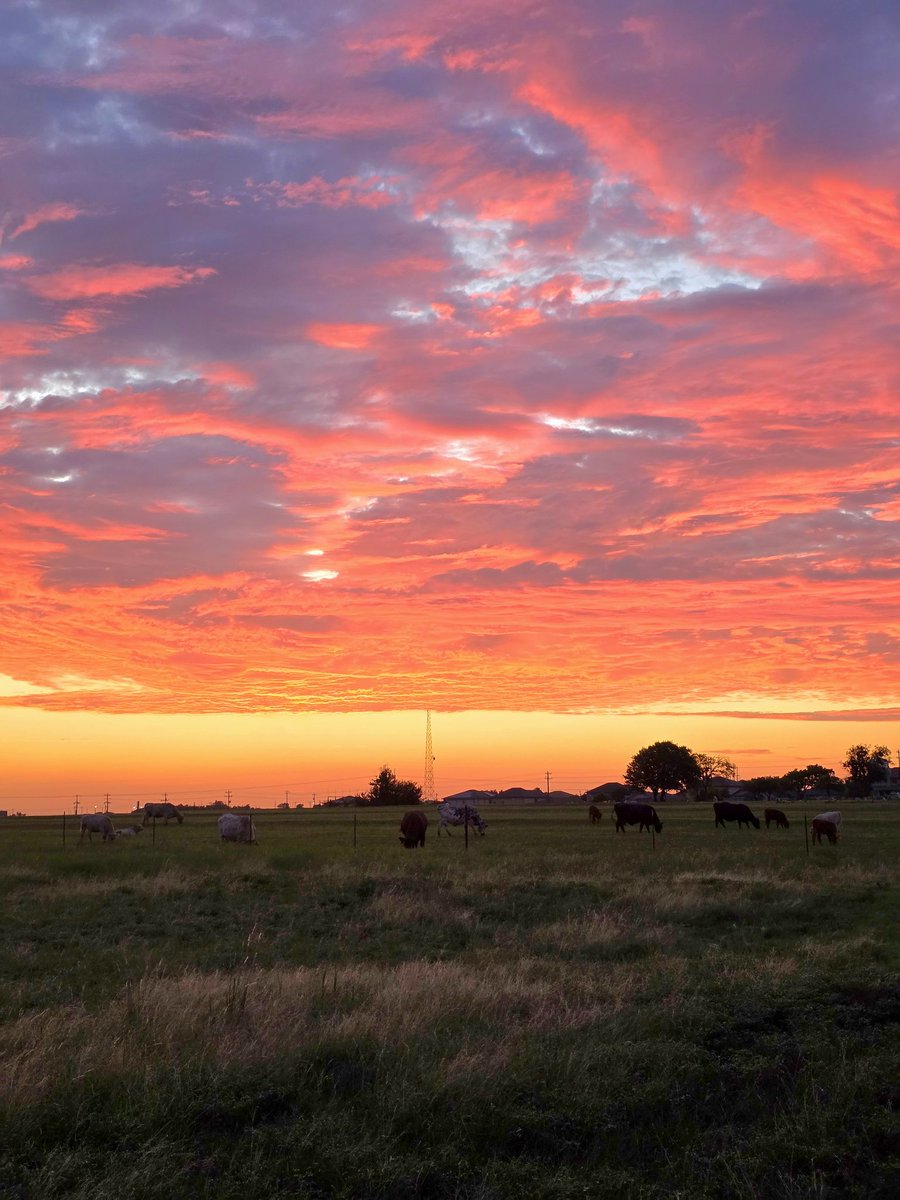 Absolutely gorgeous sunset tonight! With special guests: Jarrell 🐄!

Jarrell, TX
8:40PM

#atxwx #txwx #wxtwitter