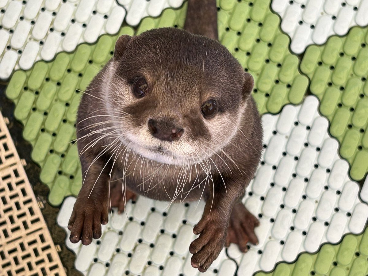 ウミ&amp;キララ💕🐾✨
どっちがどっちかわかるかな？👀

#コツメカワウソ #カワウソカフェ #アニマルカフェ