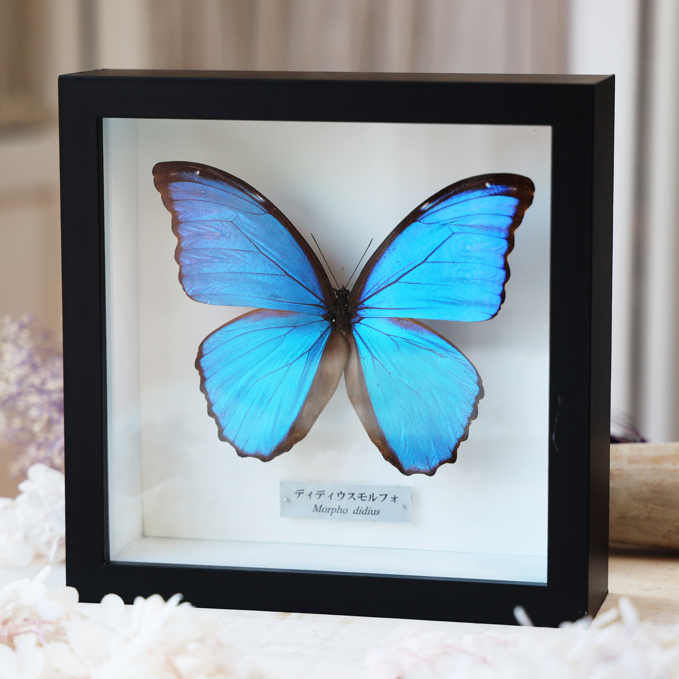 蝶 標本 Morpho didius Real Blue Morpho Butterfly Didius Species