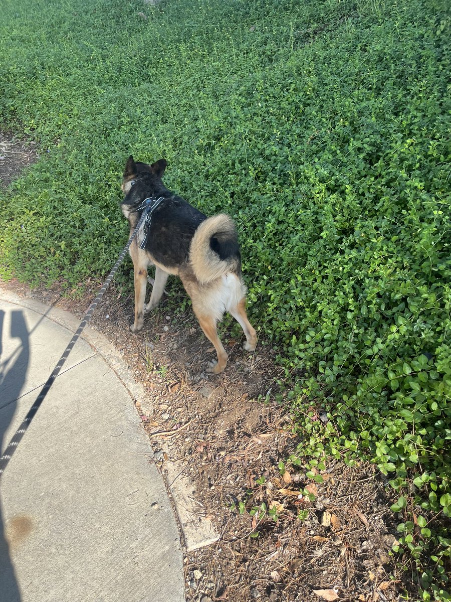 DrRenaeBryant's tweet image. Thx @LorenaRubio123 & @ValChavez2024 for both the inspiration to do the workouts and post. 7/19/25 dog walk 15 min.; elliptical 20 min.; treadmill 25; upper body: shldr raise, biceps curl, barrel hug; & abs on ball. I will work on a basic calendar for August. #FitLeaders…