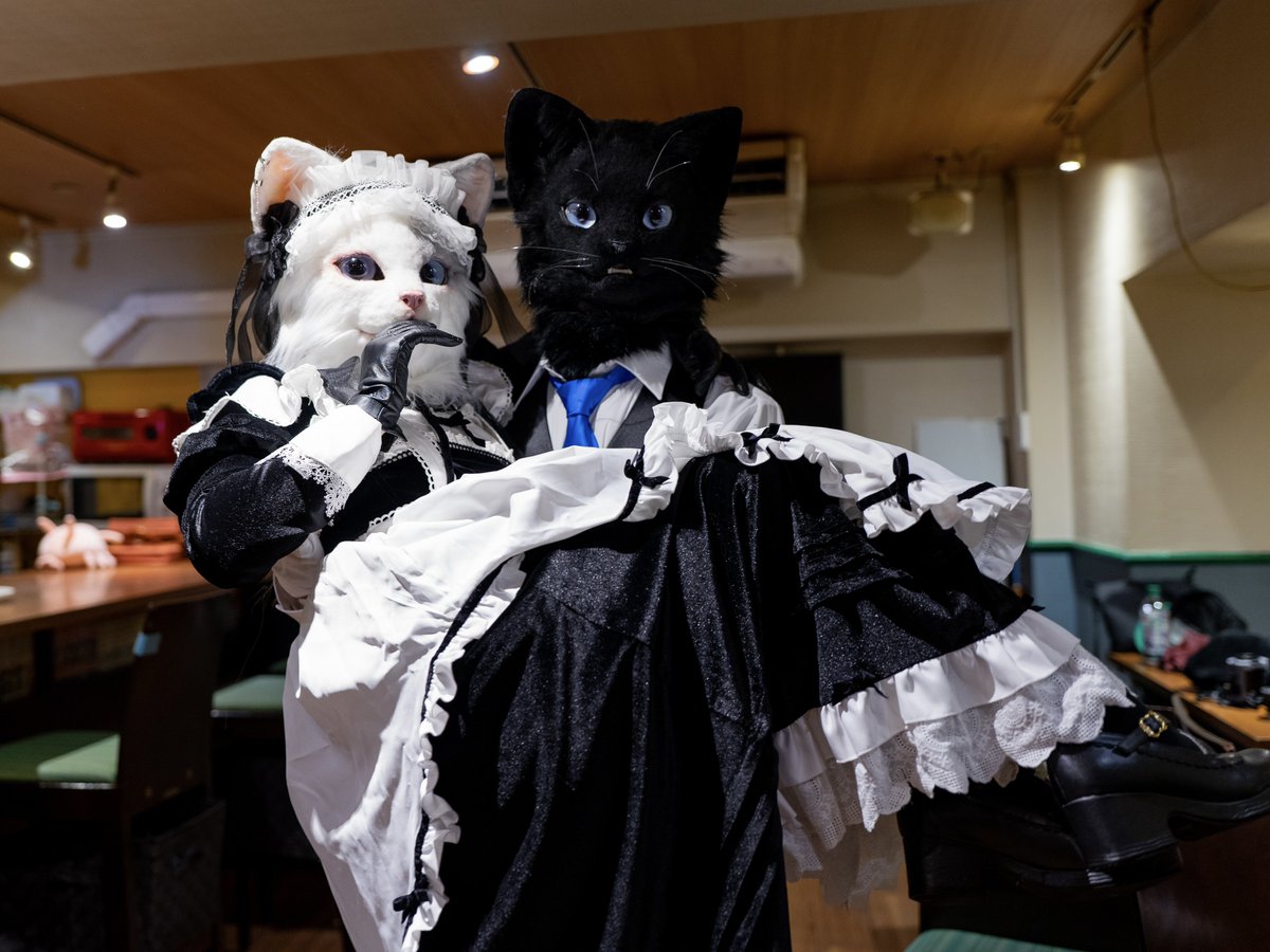 twin cats.

📷<a href="/mofzof/">Kanda</a> 
 #猫カフェトリアノン #創造トリアノン