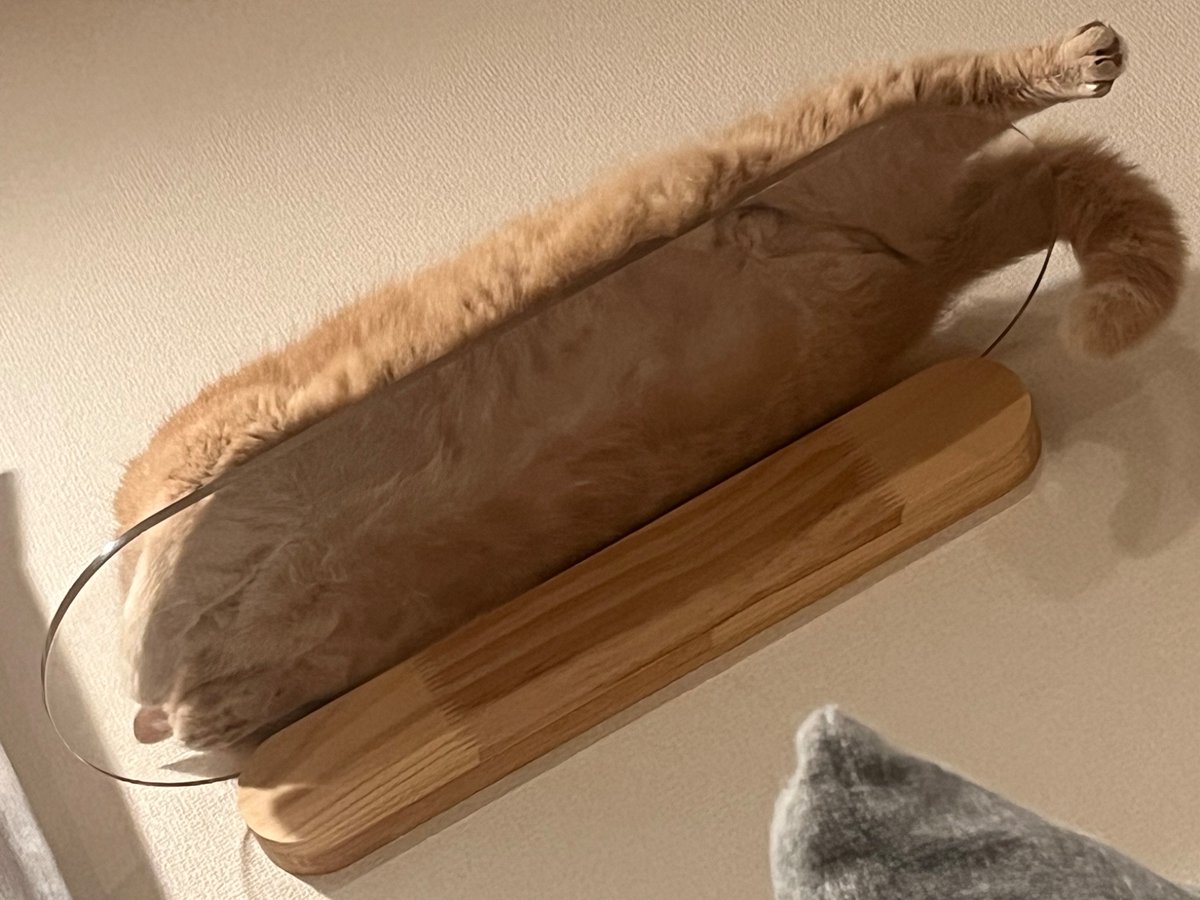carfactory_toen's tweet image. 皆様お久しぶりですおはようございます☀
安心してください、生きてますよ‼️
#猫好きさんと繋がりたい #車好きさんと繋がりたい