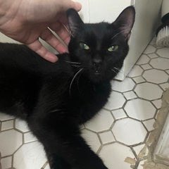 *Confirmed: Handsome Oreo Fudge Brownie Has Been Placed With Cat Republic : Donation Link: catrepublic.com/donate/                       Venmo: <a href="/catrepublic/">고양이공화국</a>    : PayPal:   PayPal.me/catrepublicbk #OreoFudgeBrownie <a href="/karenkaren69/">karen wolf</a> Repledge ! #CatsOfX RT #BlackCat