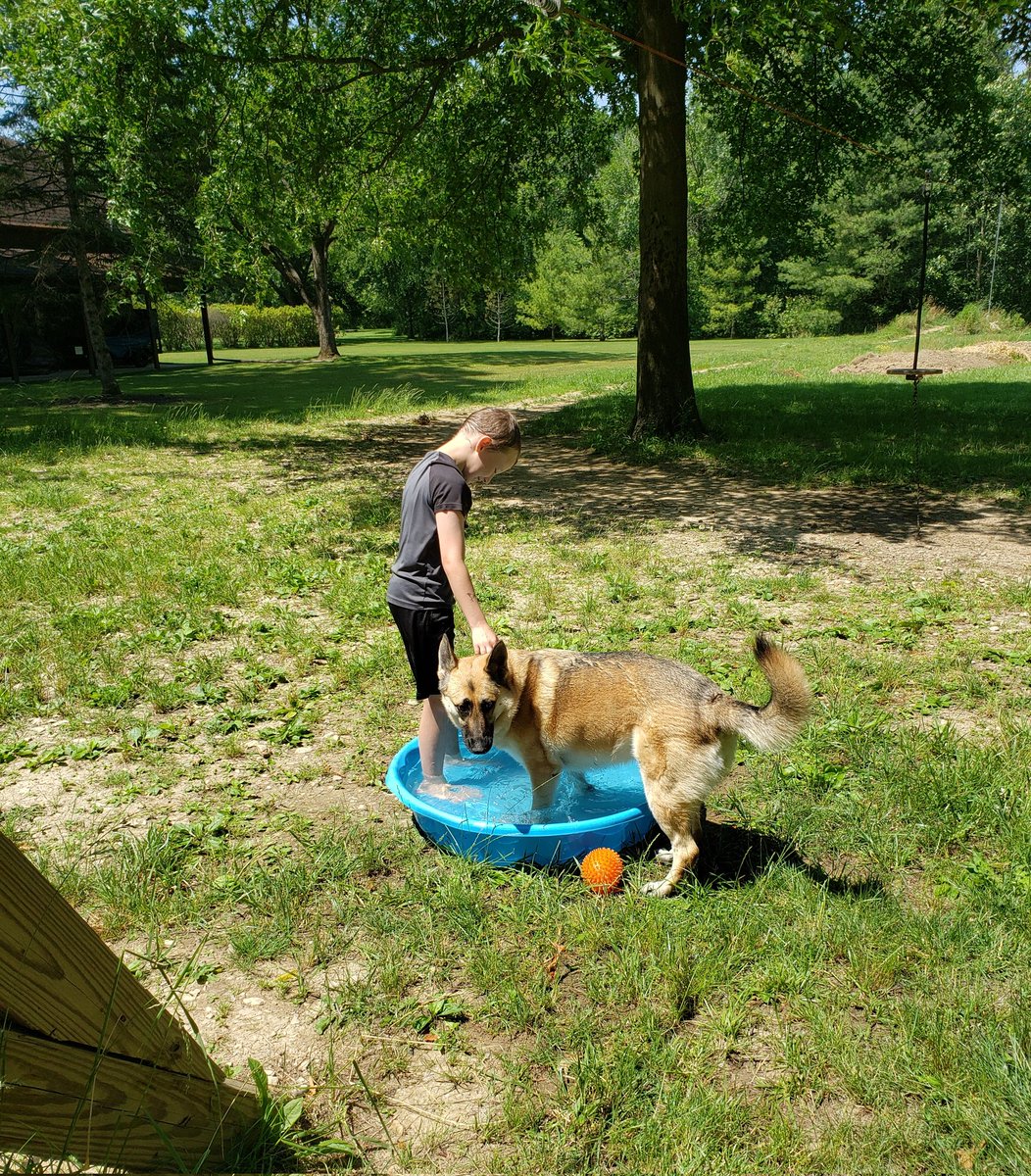 HeroUrsula's tweet image. I'm dog sitting this week.. forgot how much fun they can be! 馃悤