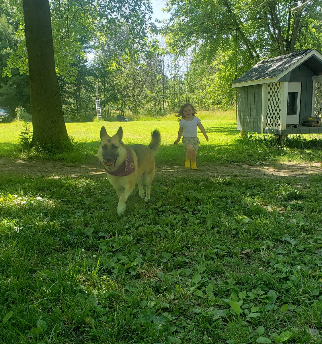 HeroUrsula's tweet image. I'm dog sitting this week.. forgot how much fun they can be! 馃悤