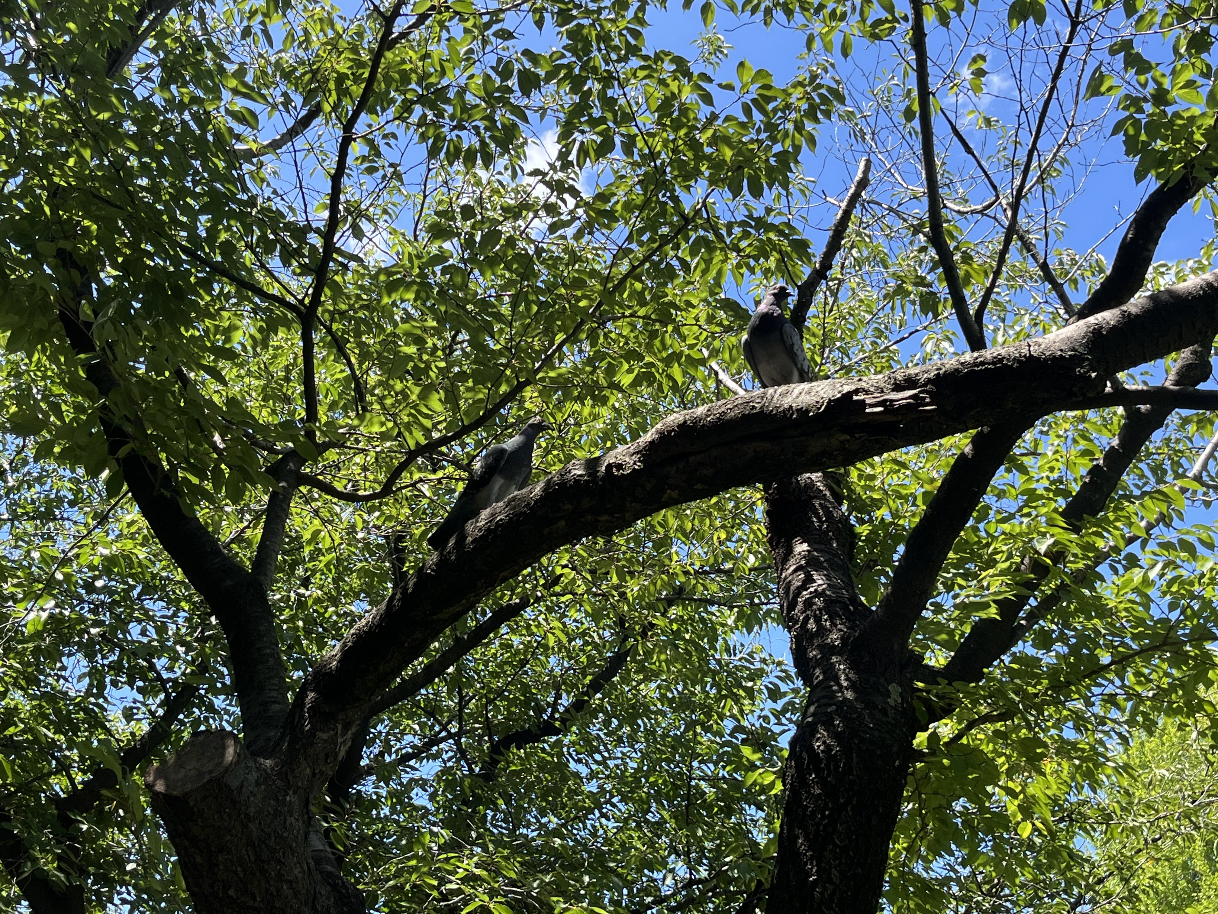 鳥類学 ニューカレドニアズクヨタカ - Wikipedia