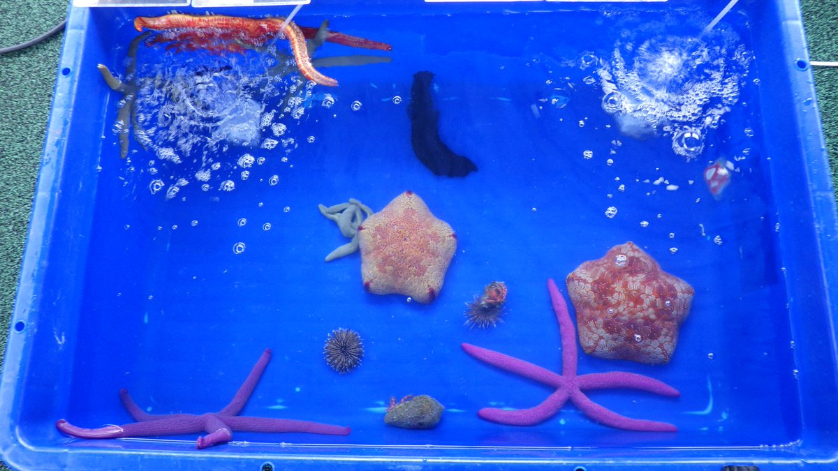 KochicityZoo's tweet image. 本日14：00まで高知県立足摺海洋館SATOUMIから移動水族館が来ています。
海の生き物と触れ合うことができます。
ぜひお越しください。

※本日滝の運転は中止しています。
ご迷惑お掛けしますがご了承ください。
＃和の森わんぱーくこうちアニマルランド
＃移動水族館