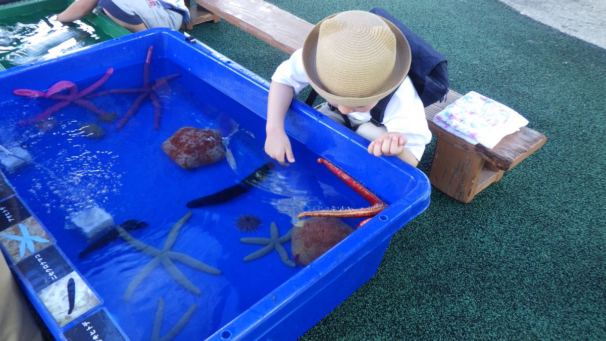 KochicityZoo's tweet image. 本日14：00まで高知県立足摺海洋館SATOUMIから移動水族館が来ています。
海の生き物と触れ合うことができます。
ぜひお越しください。

※本日滝の運転は中止しています。
ご迷惑お掛けしますがご了承ください。
＃和の森わんぱーくこうちアニマルランド
＃移動水族館
