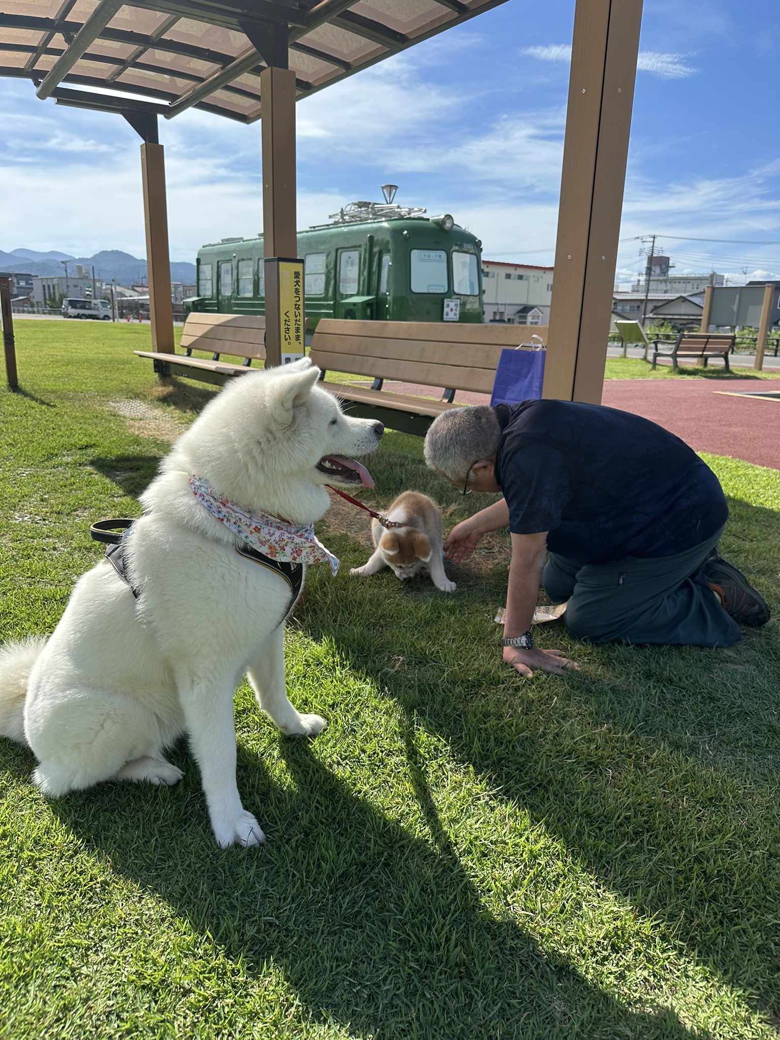 ❤️お値下げ★アルベロベロ❣️犬とブタちゃん ❤️お値下げ☆アルベロベロ❣️犬とブタちゃん