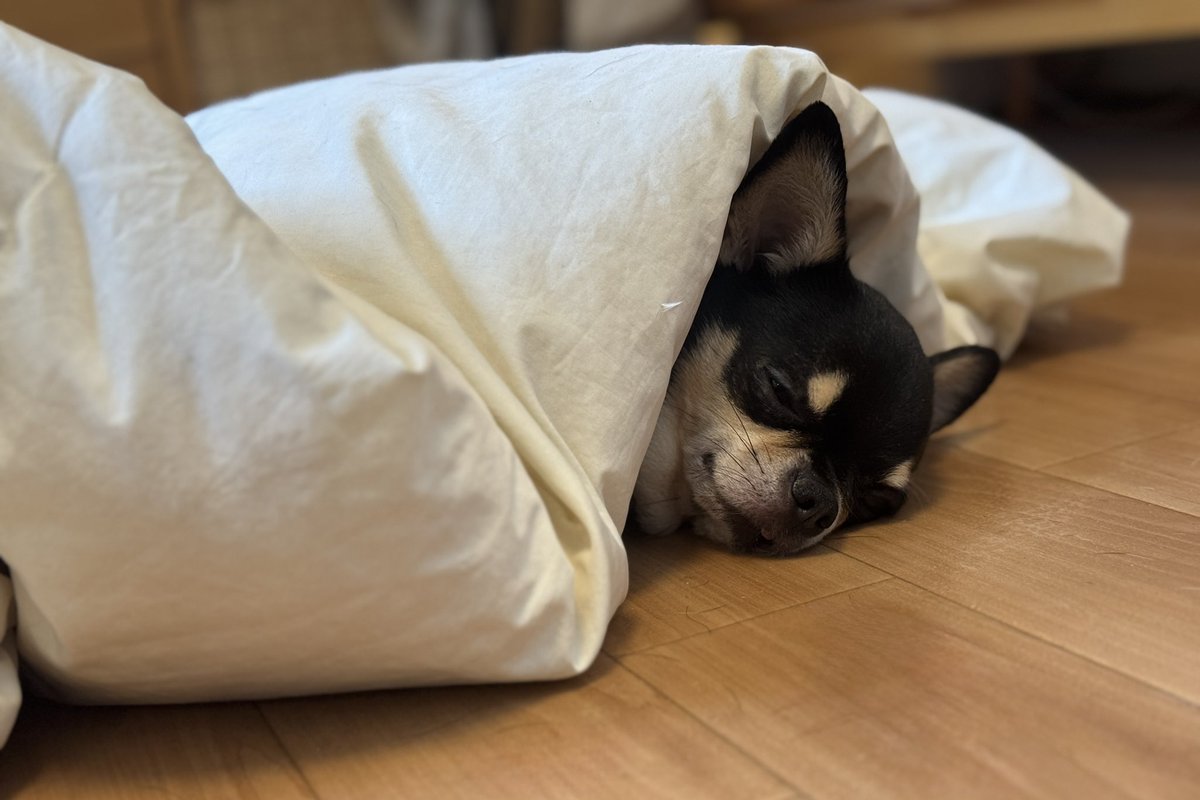 りとまん|塊根植物のひと tweet media