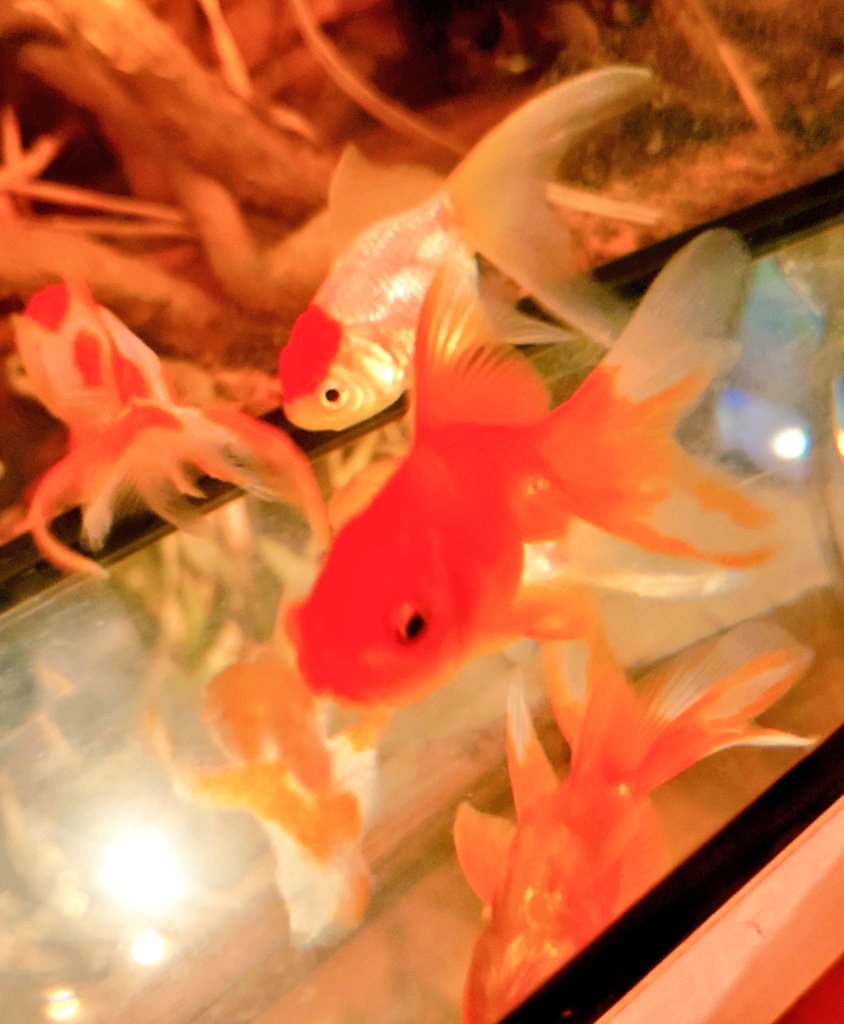 きんぎょまつり いてきました かわいー おらんだちゃんと たんちょーさん おむかえしました おせわ がんばります
#東京トガリ #バーレプリ 
#金魚まつり