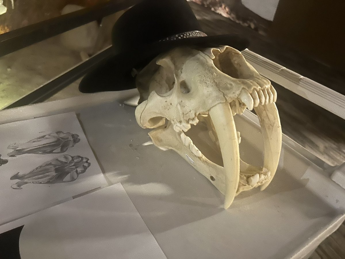 Smile :D

Smilodon populator is a gigantic South American predatory cat, tied for the largest cat ever with the modern-day Siberian Tiger, (technically also Ligers) and the extinct American Lion.