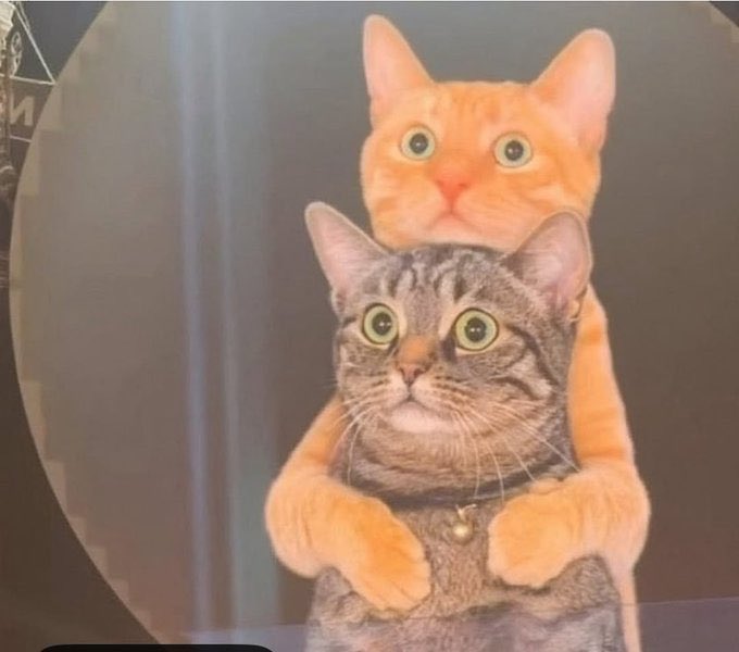 Cats with pawerful aura (@aurawithcats) on Twitter photo 