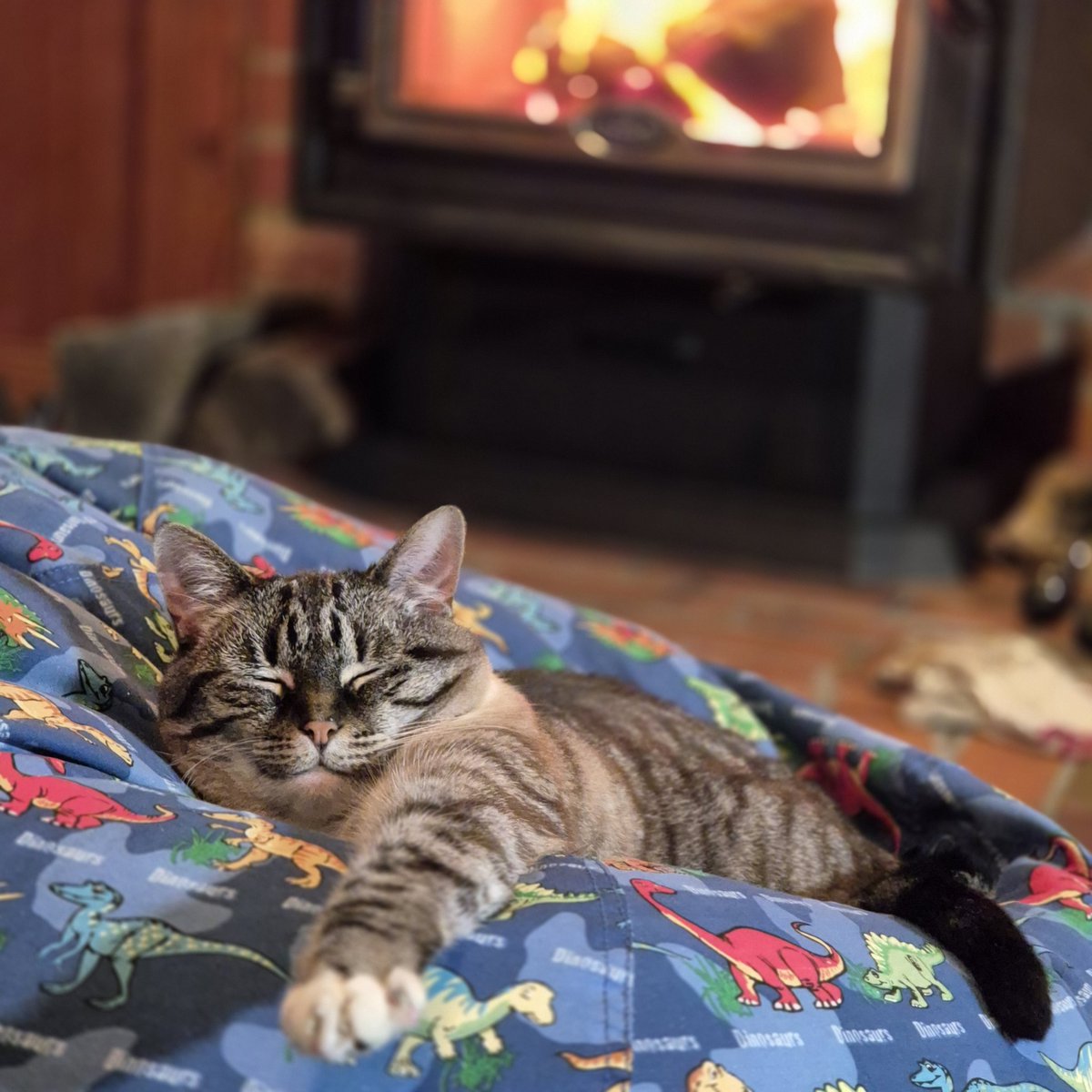snekblaster's tweet image. PEE OH VEE:
I smiyol at you while ime sneebing.
#CatsOfTwitter #catsofx #cats #catsontwitter