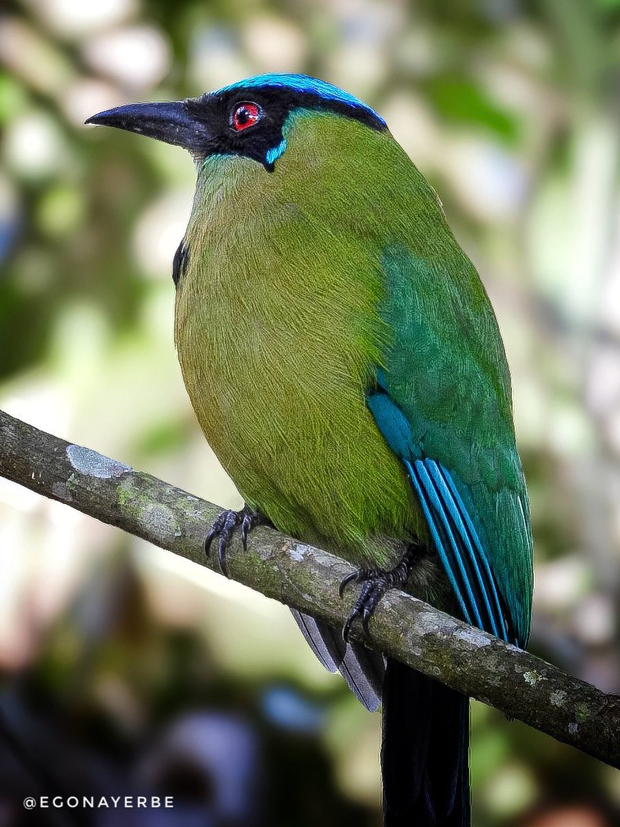 egonayerbe's tweet image. ✍🏻 Barranquero (Momotus aequatorialis)
📍 Popayán, Cauca
